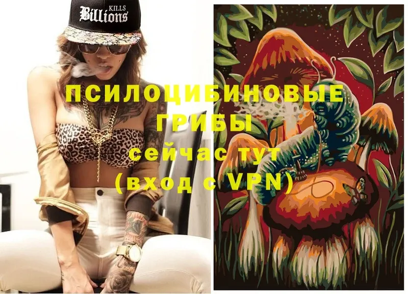 ОМГ ОМГ ССЫЛКА  Кудрово  Галлюциногенные грибы MAGIC MUSHROOMS  купить наркотик 